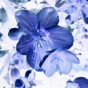 Meet your Posher, Helen